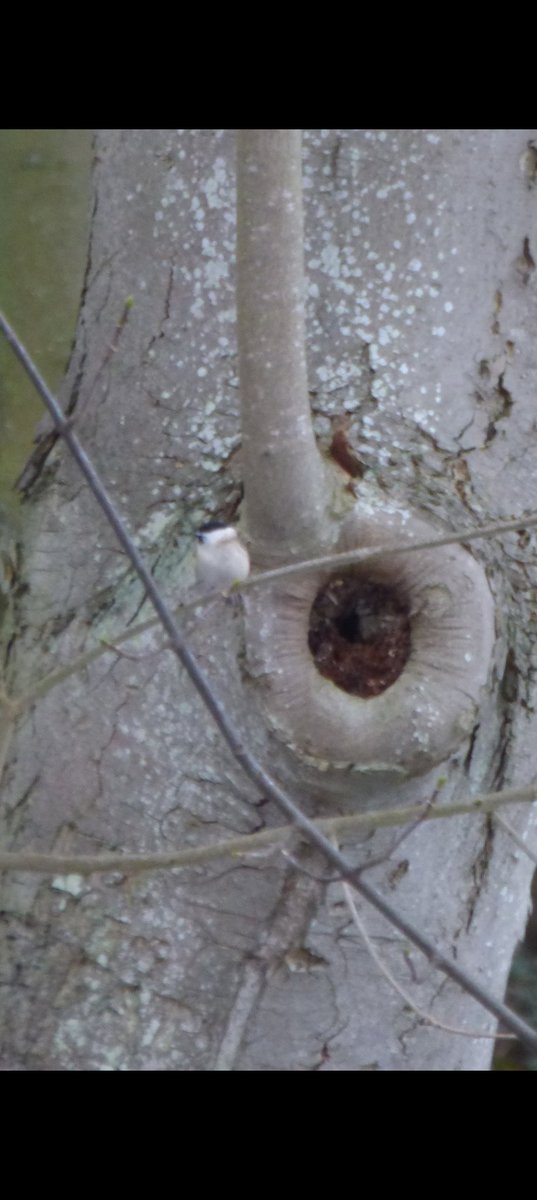 kevin stead tweet media