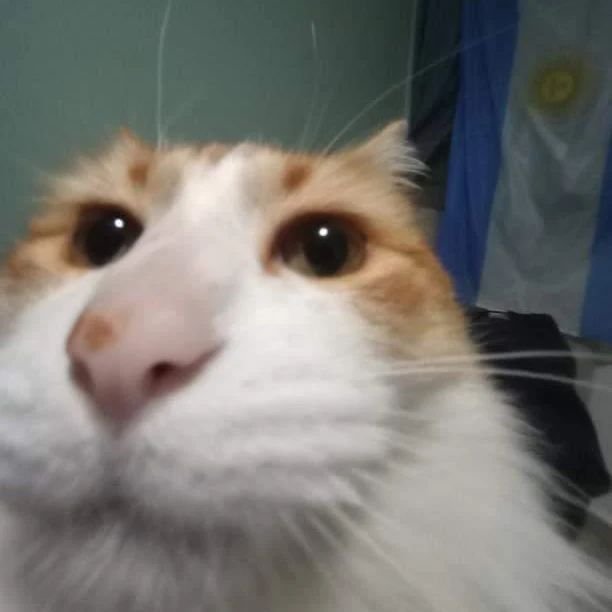 Everton Galdino tweet media