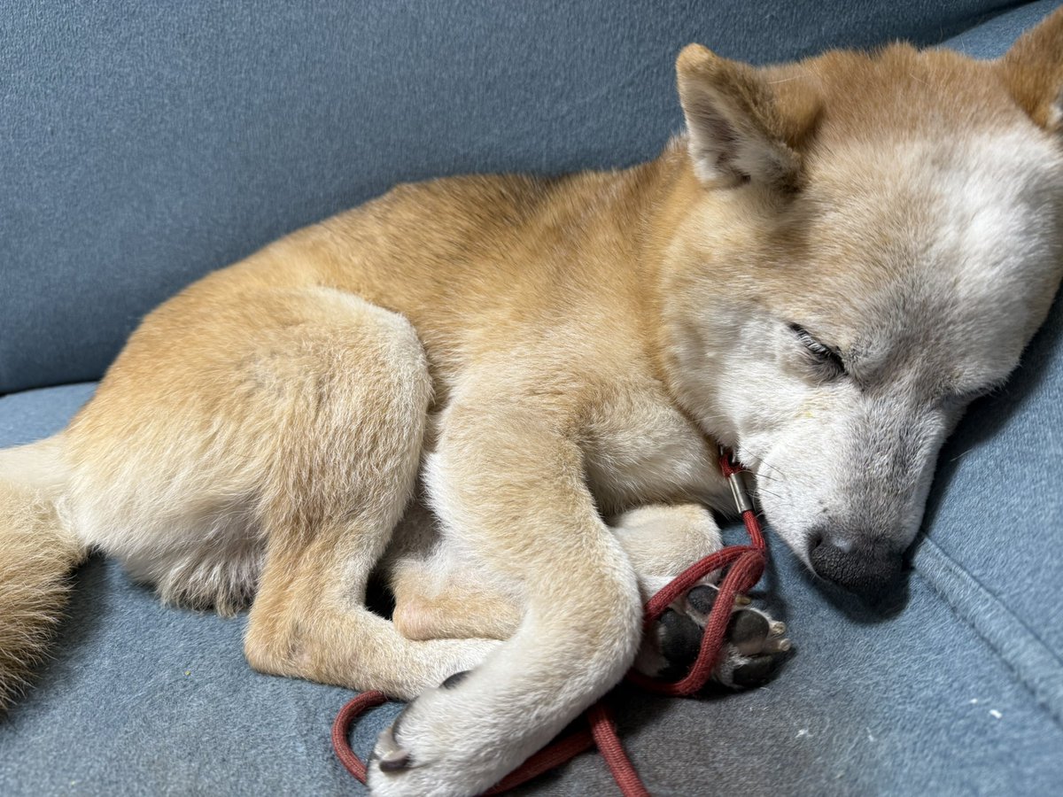 この時間からお犬様のマット交換🐕‍🦺✨

ニトリで買ったパズルマット
裏面の滑り止めがしっかりしてて1番いいかもしれない😆

当の本人は待ちきれなくてソファで寝てる🤣