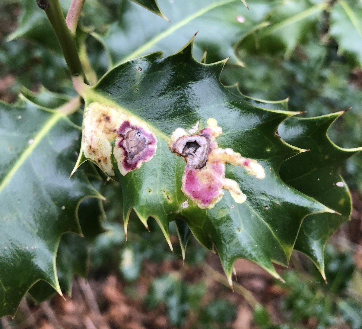 Mayfieldbirder's tweet photo. Holly still looking festive and ready for #WildwebsWednesday - leaf mines courtesy of the Holly Leaf Miner Phytomyza ilicis. 
#leafminer https://t.co/GgNlYTO6Bl