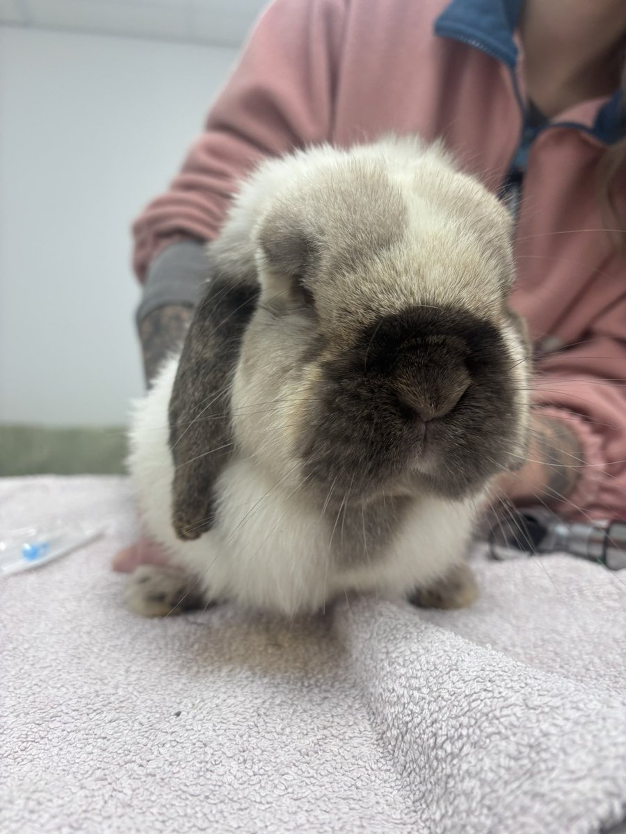 carrotcottagerr's tweet image. This morning we had Max in for blood tests to check his liver parameters and a general health check. 
JD was in for bloods and a health check. We believe he may have a bladder infection. 
Harry had his laser. 
TJ has his eye checked as it’s going slightly cloudy 😢 

All these…