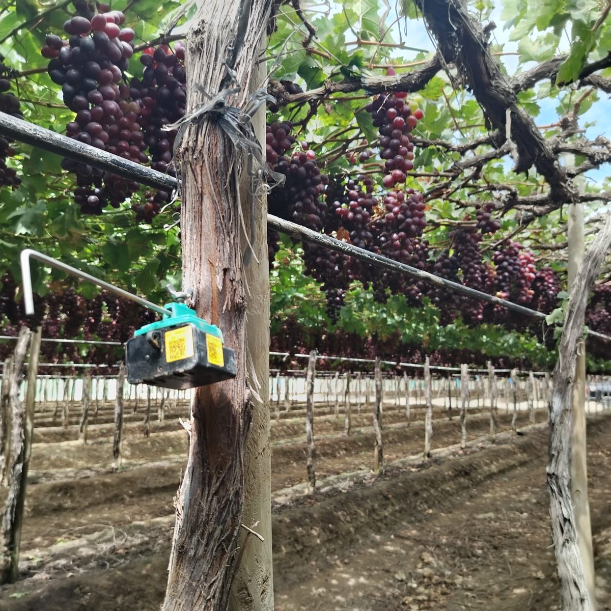 Phytech - Plant Based Farming tweet media