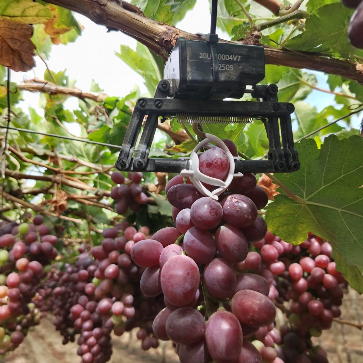 Phytech - Plant Based Farming tweet media