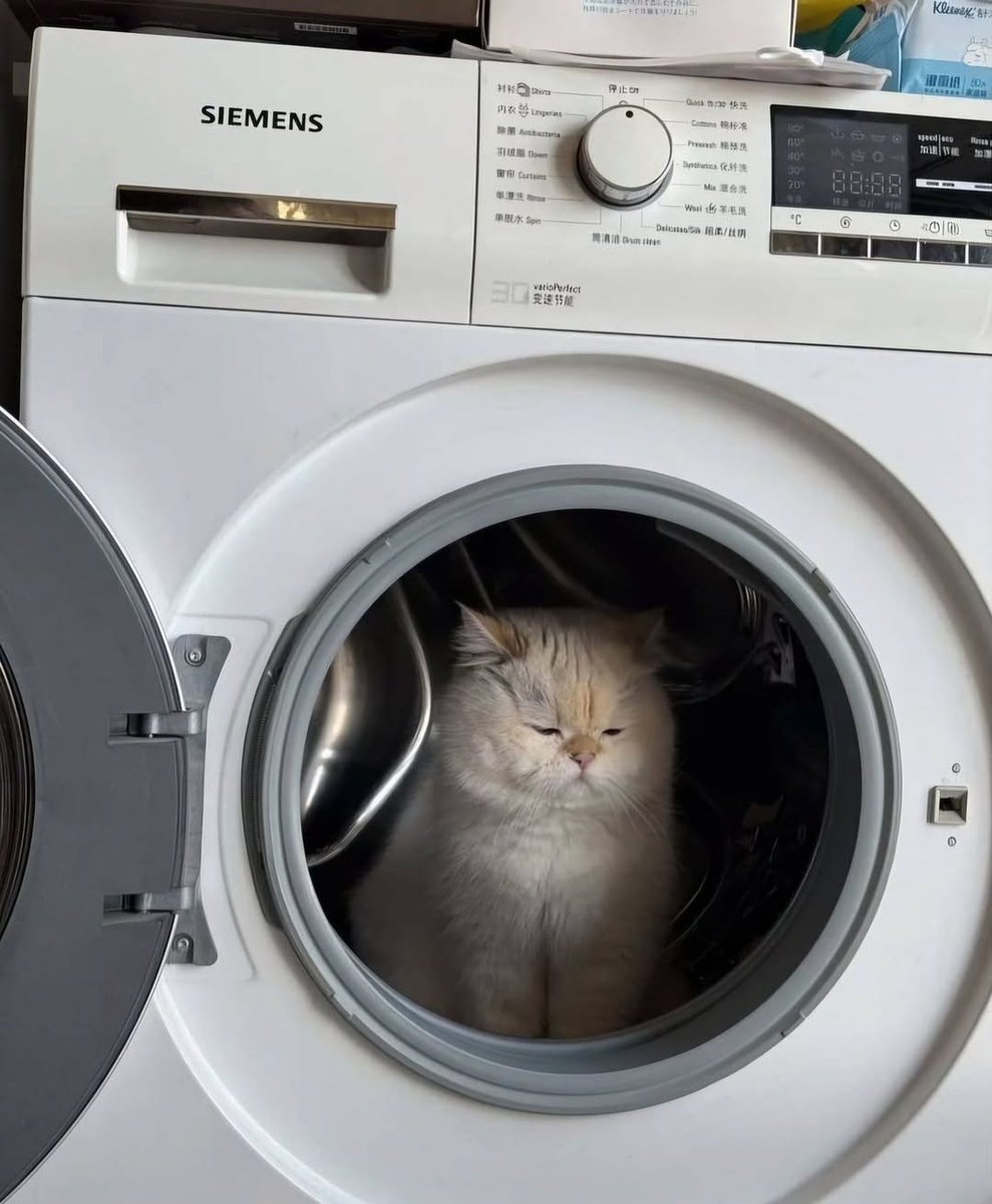 nocontextscats's tweet image. 😔