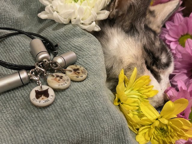 にゃん太商品です 楽天市場】【3月発売予定】 にゃんたますこっと2 【全5種セット】 ※仮