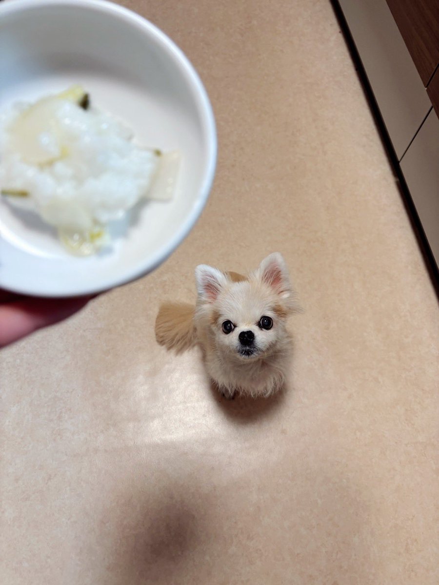 もうすぐ15さい
七草粥🌱来年もたべてね🩷