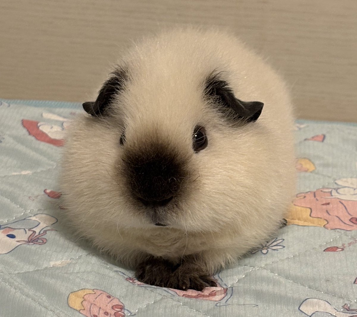 raokun03's tweet image. いつの時代も可愛い