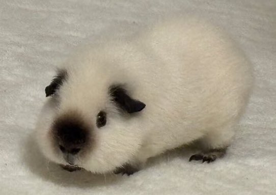 raokun03's tweet image. いつの時代も可愛い