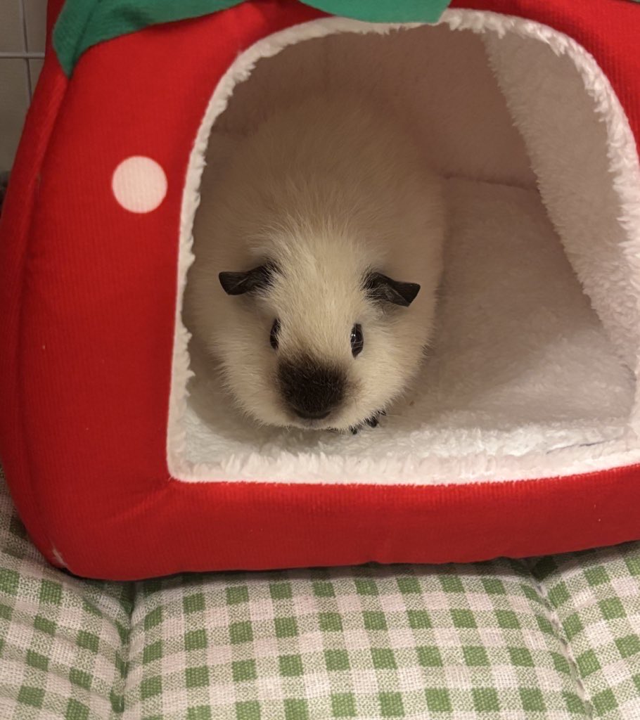 raokun03's tweet image. いつの時代も可愛い