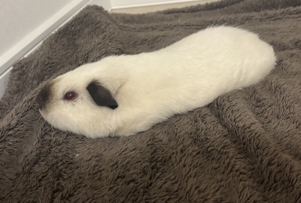 raokun03's tweet image. いつの時代も可愛い