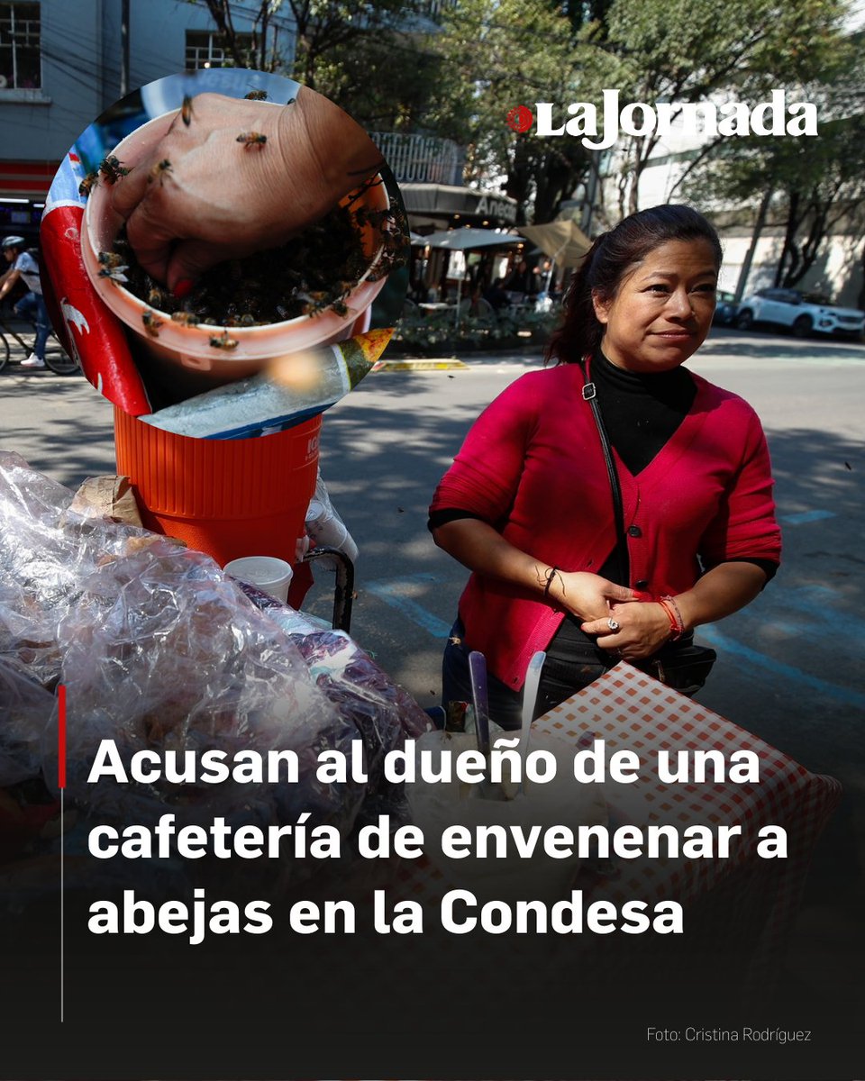 lajornadaonline's tweet image. 🐝Desde junio de 2025, cientos de abejas han aparecido muertas en la colonia Condesa. María Juárez, vendedora con 13 años en la zona, reveló que un locatario vecino confesó haberlas envenenado con mezclas de azúcar y jabón porque "le molestaban en su negocio".

Gracias a la…