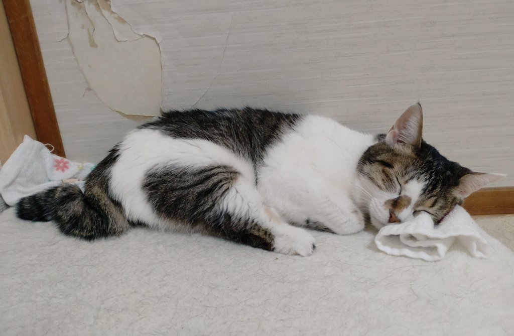 RT @harukochi0316: おやすみ😸💤💤 #猫のいる暮らし #猫好きさんと