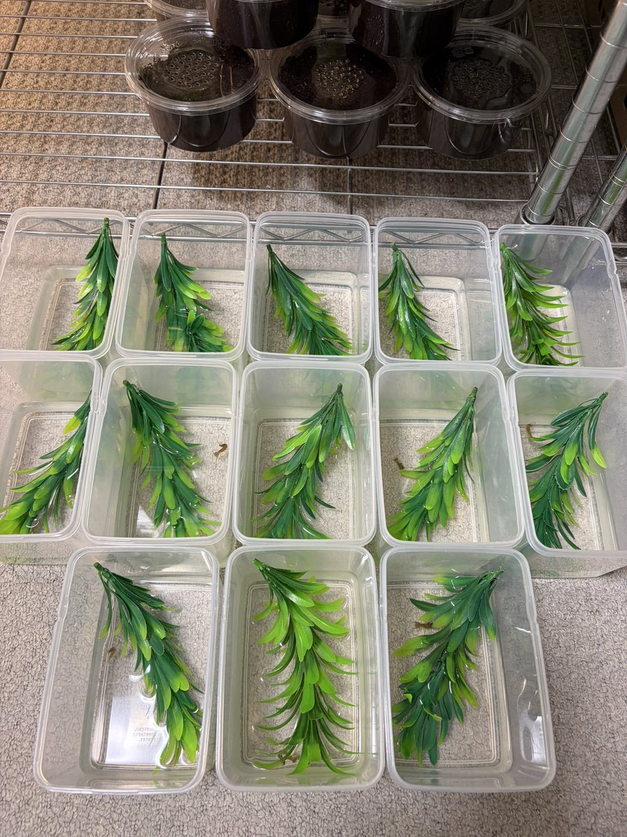 MS69561829's tweet photo. 2026 1月6日から1月7日にかけて
ゲンゴロウモドキ幼虫が2令幼虫になる。
現在15頭まで２令。43頭育成中。 https://t.co/ZEBaCj54k5