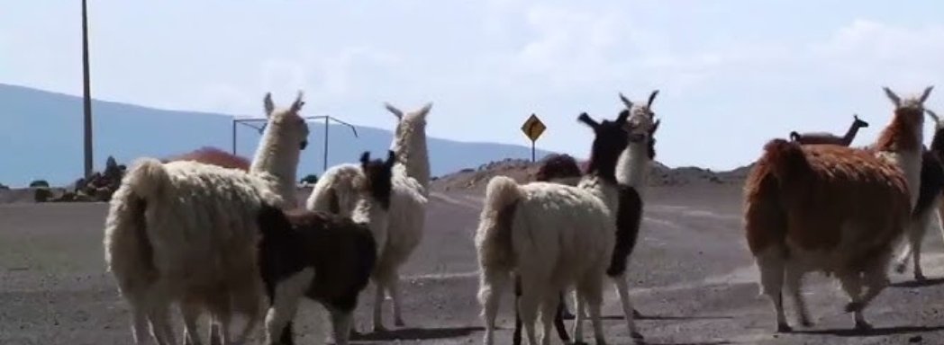 jorgesolimano's tweet image. #iquique  #colchane 
La frontera sigue abandonada. Flavia Choque denuncia que en los pueblos de Central Citani y Enquelga, en la comuna de Colchane,  migrantes están robando los llamos
 Pobladores piden auxilio y ayuda de las auroridadss