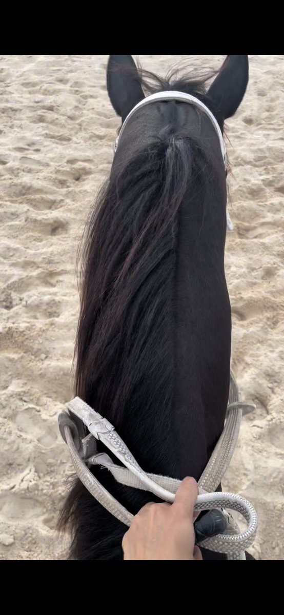 يناير يعني عودة قوية ل 🏇🏽🤍
#horseriding #horselover