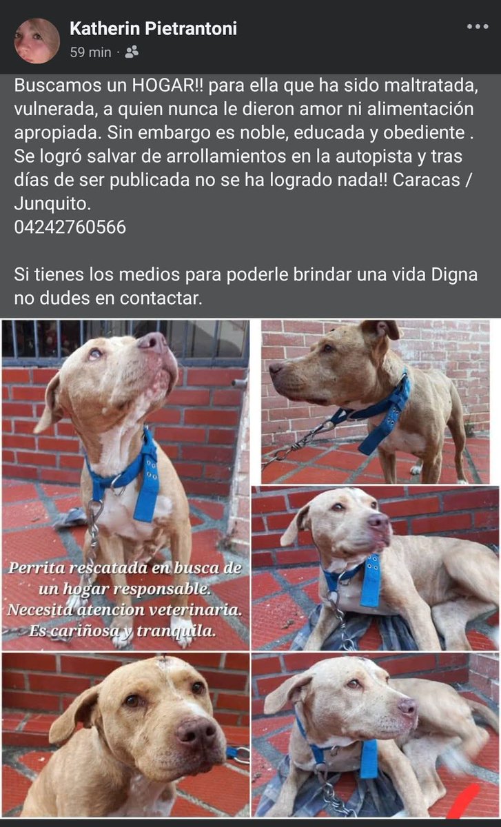 PerroUsuario Wof '•' tweet media