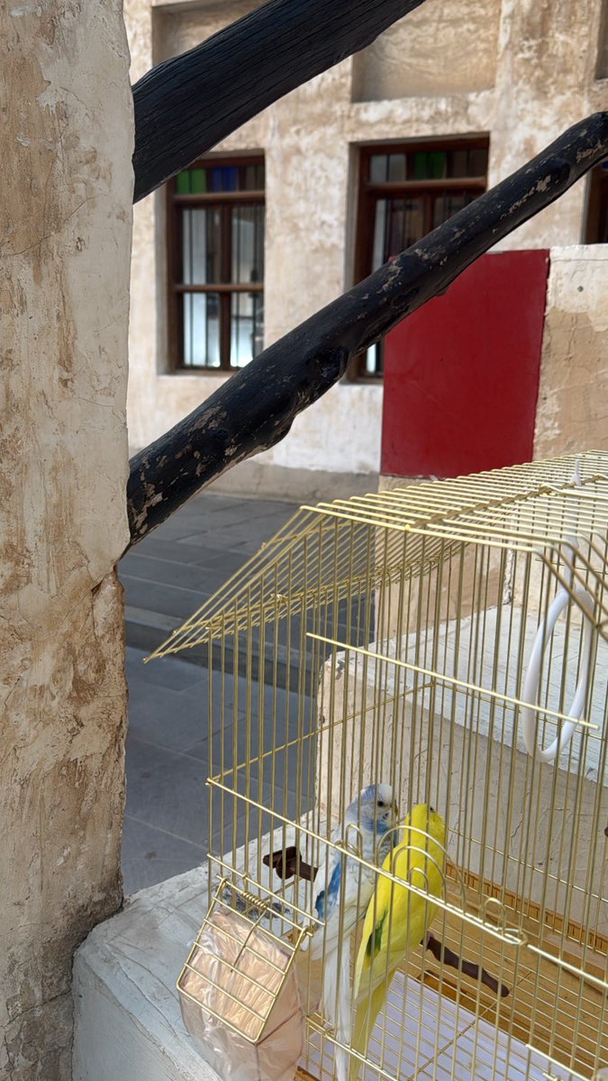 Meet Bilo &amp; Tweety 💕!