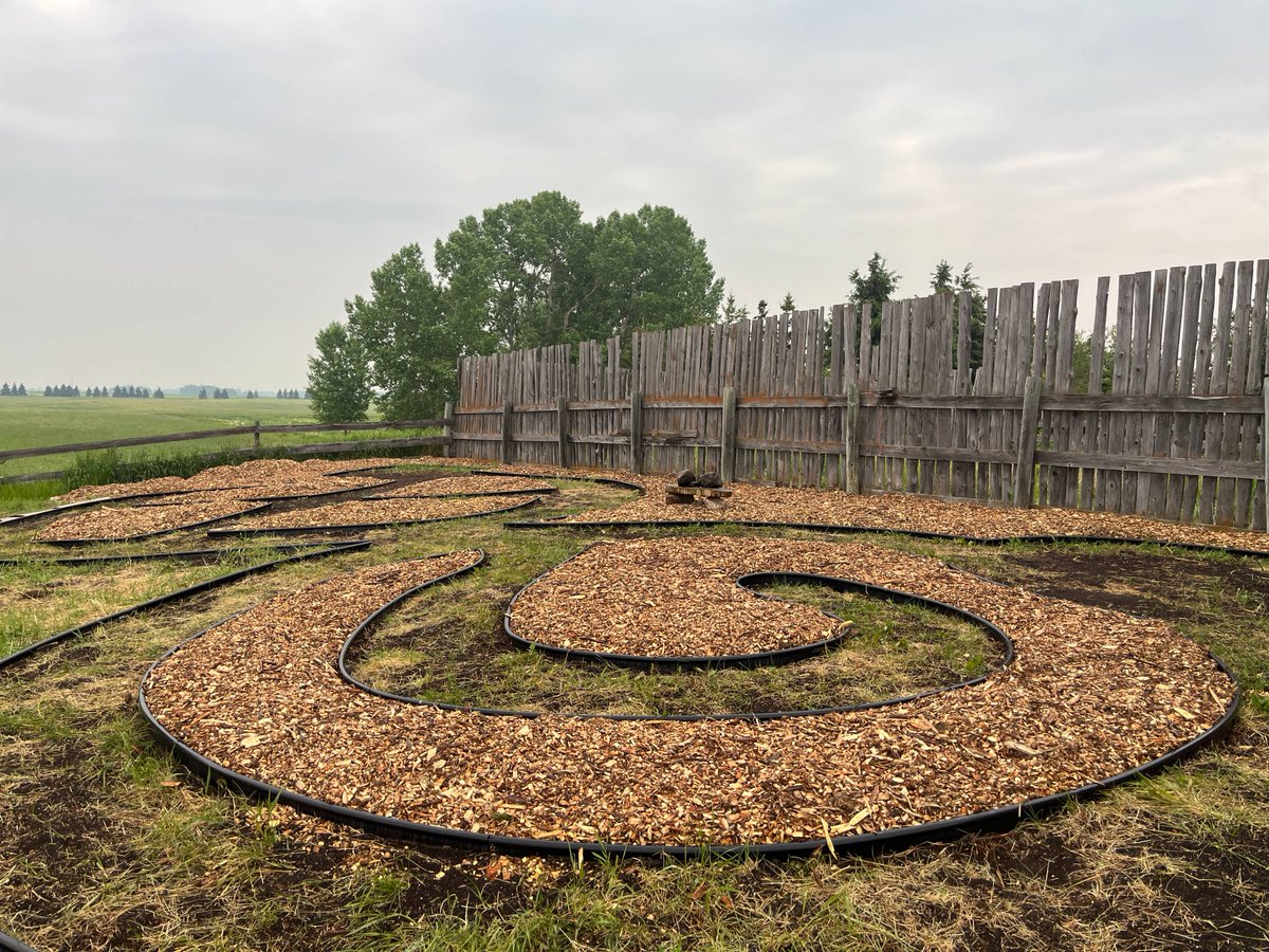 Tree Canada tweet media