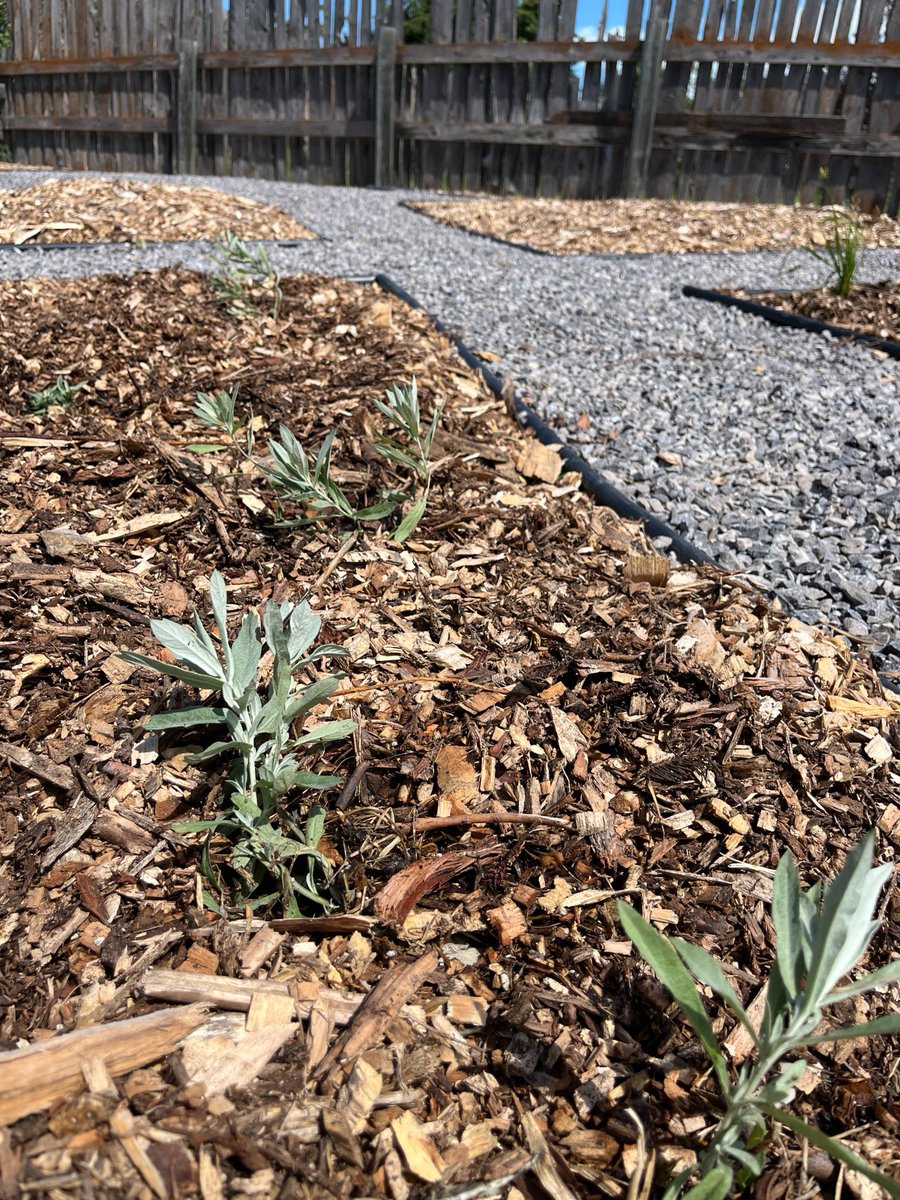 Tree Canada tweet media