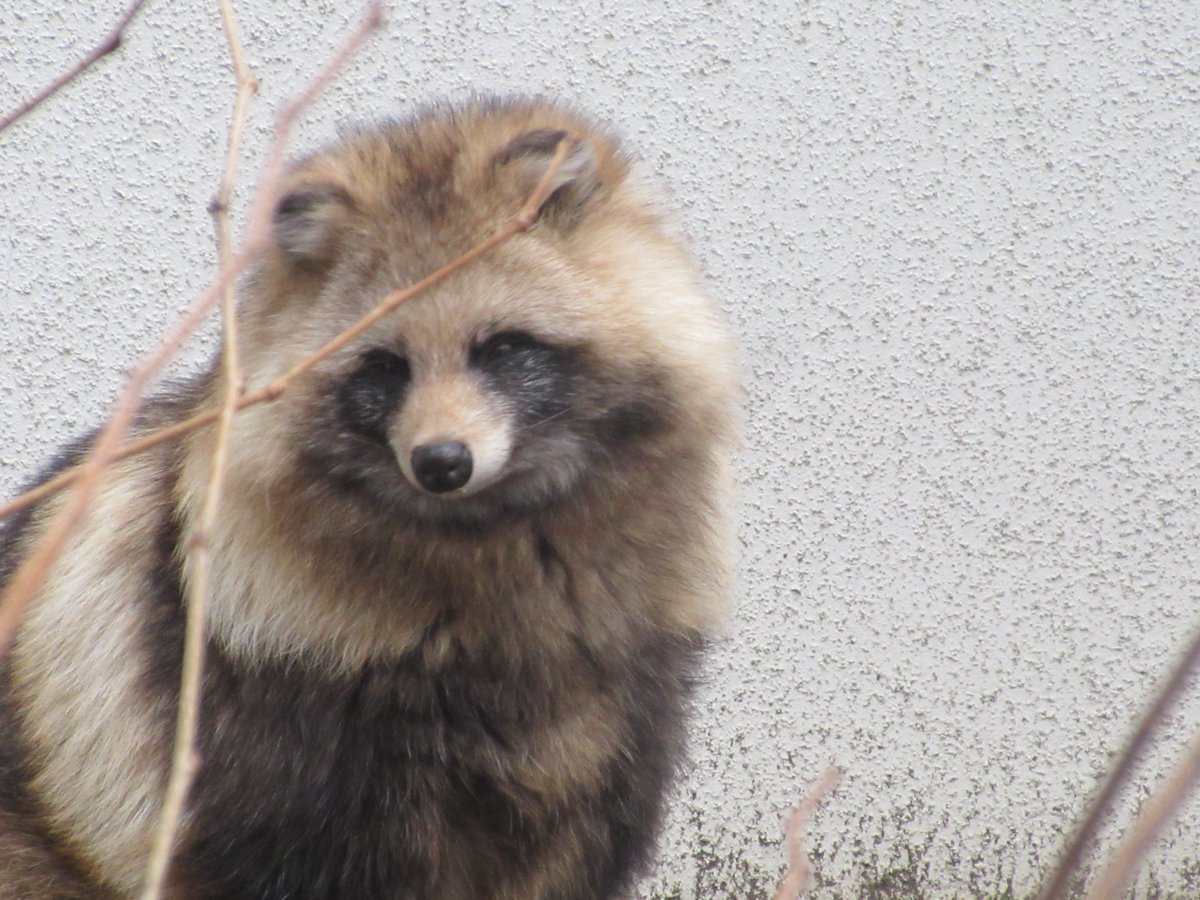 たぬきページ タヌキ 雌タヌキの呼称について、本来は「ゆきちゃん」とか「ぷるる