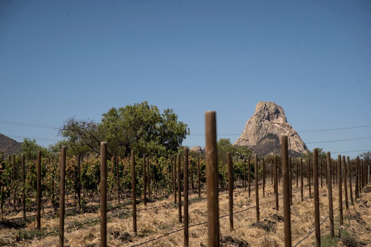 AlertaQro's tweet image. 🤩🌄🗞️El #NewYorkTimes pone a #Querétaro como uno de los 52 destinos para visitar este 2026. ✨

📍Querétaro es la única ciudad de México que aparece en esta lista. 🇲🇽 

📌Te contamos más 👉 wp.me/p8iMZT-11aZ