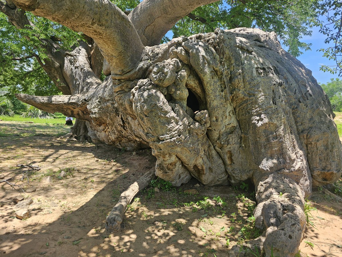 NampitoMuzinge's tweet photo. Visited this historical site 30km south of #Lusaka, which is steadily outgrowing its original form..'Ing'ombe ilede' meaning the Sleeping Cow. Used as a trade center for gold, salt, copper, textiles btn the 7th - 13th centuary. #discoverzambia https://t.co/RZeIgPJ5fR