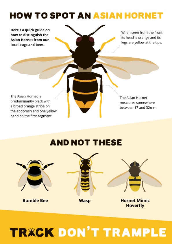 BICSecretariat's tweet photo. On Wednesday, 11 Feb 2026, our Invasive Species Work Sector will be hosting a virtual webinar on Combatting the Threat of Asian Hornets Across These Islands.  For more information and register for the webinar click on link https://t.co/oSLcORxd6U. https://t.co/iGQDXGWPWa