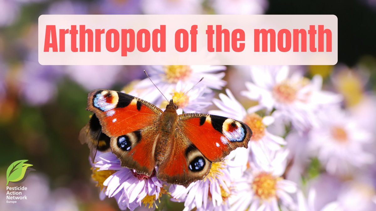 EuropePAN's tweet photo. 🦋✨ Meet the peacock butterfly, a living jewel with a secret weapon. Its eye-like wing patterns scare off predators by mimicking the eyes of larger animals. However, harmful #pesticides threaten these winged wonders 🌍🌿
#SaveOurInsects
https://t.co/zLEbYtCMd8 https://t.co/mL4WQ4A1hc