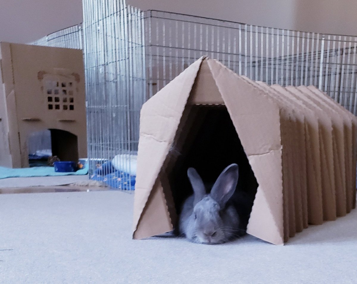 ttas's tweet image. Good morning, friends! The bunnies are enjoying a relaxing morning.