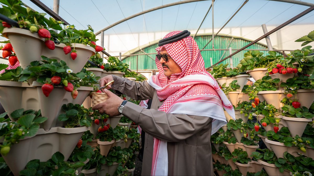 emara_hail's tweet image. سمو #أمير_منطقة_حائل يدشّن أول إنتاج للفراولة البيضاء في المملكة كثالث دولة على مستوى العالم بعد أمريكا واليابان ويطلق سموّه فعاليات الموسم السابع لحديقة فراولة حائل، ويتجول في المعرض المصاحب وذلك بحضور مالك الحديقة أ.حمود التميمي وعدد من الأمراء والمسؤولين.