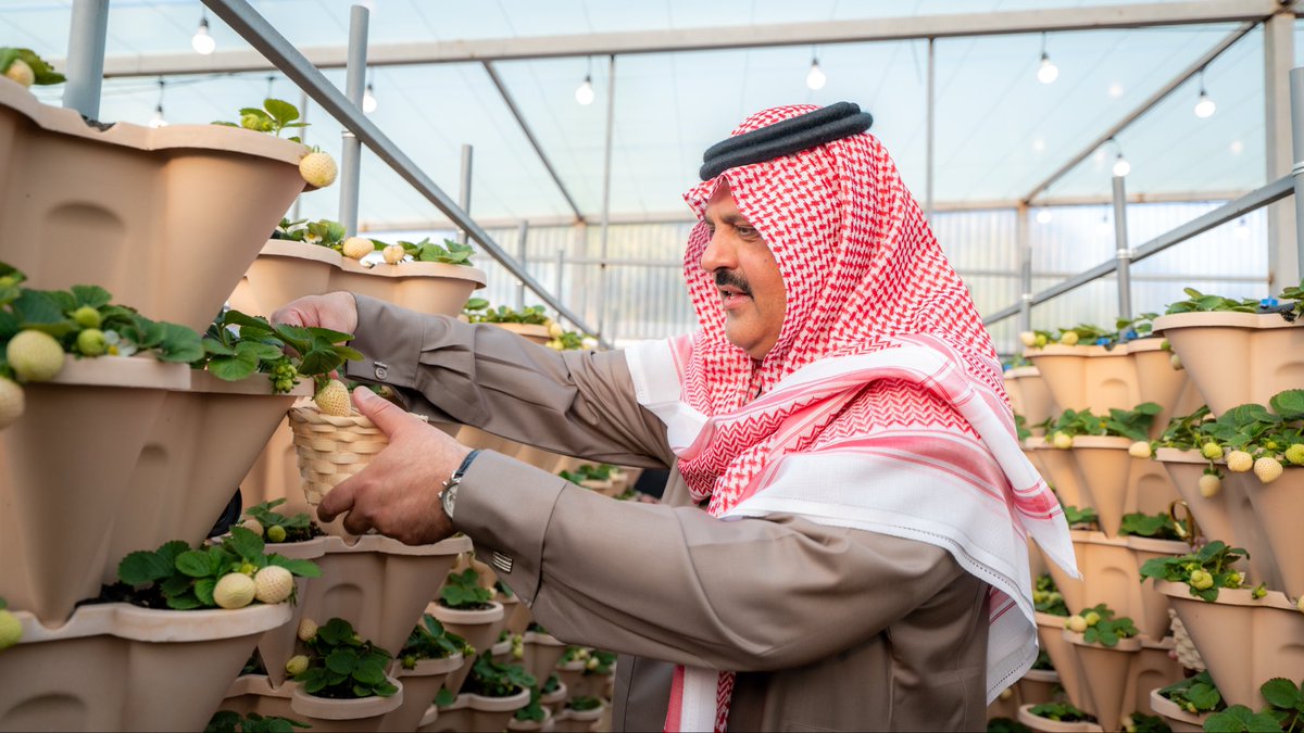 emara_hail's tweet image. سمو #أمير_منطقة_حائل يدشّن أول إنتاج للفراولة البيضاء في المملكة كثالث دولة على مستوى العالم بعد أمريكا واليابان ويطلق سموّه فعاليات الموسم السابع لحديقة فراولة حائل، ويتجول في المعرض المصاحب وذلك بحضور مالك الحديقة أ.حمود التميمي وعدد من الأمراء والمسؤولين.