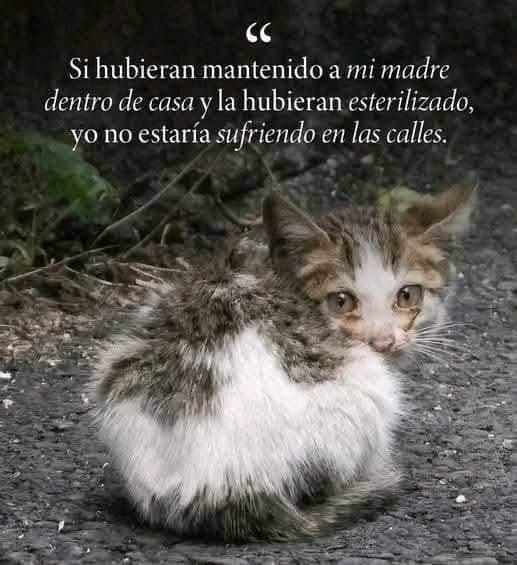 La esterilización/castración junto a una adopción responsable es lo único que ayudará a la sobrepoblación felina abandonados en las calles.
Ellos están expuestos a muchos peligros incluyendo la maldad humana