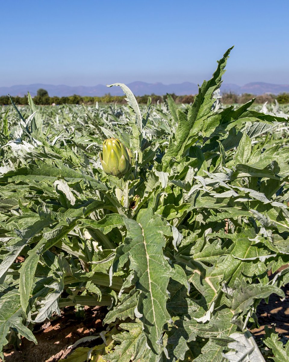 🥬 España se posiciona como el segundo productor mundial de #alcachofa.

⚠️ Las principales amenazas de este cultivo son #plagas como pulgones, gusano barrenador y caracoles, y enfermedades como #mildiu y #oídio, que afectan la calidad y el rendimiento 📉

¿Quieres saber más