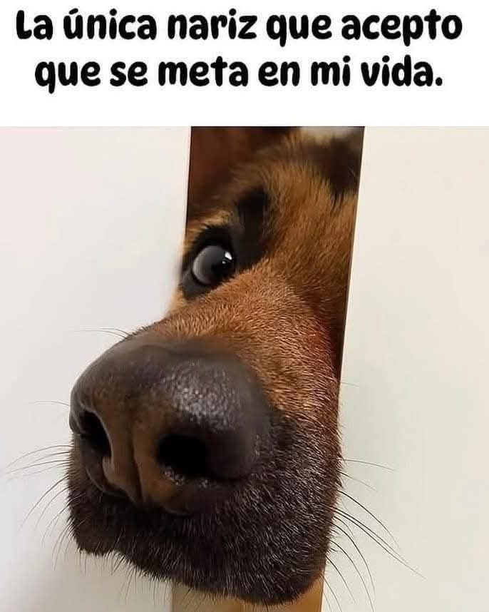 PerroUsuario's tweet photo. A ellos sí se los acepto… https://t.co/jIcA9lym8I
