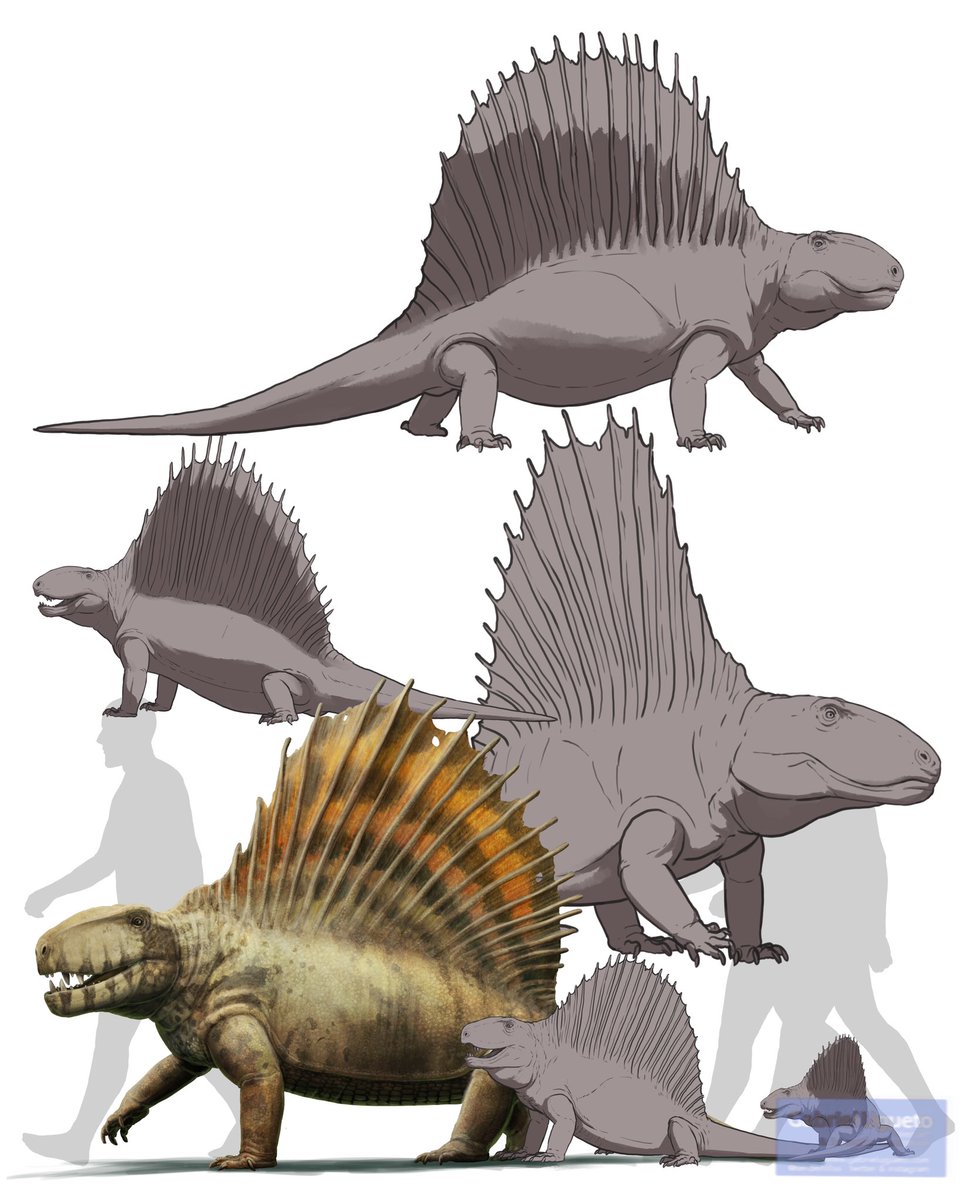 Gabriel N. U. tweet media