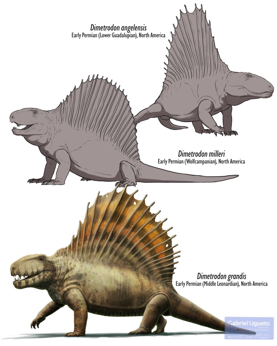 Gabriel N. U. tweet media