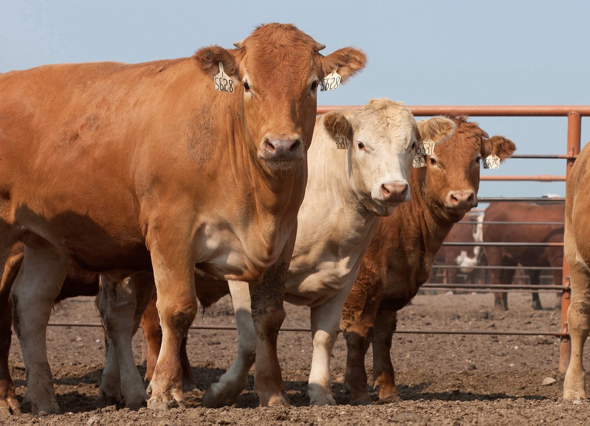 Agricultural Research Service tweet media