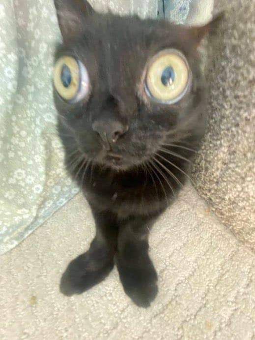 an_ideaofsorts's tweet image. Lestat: your coven is bullshit and I’m too hot to join
Annoying child vampire: you’re going to hell sinner!
Nicki: why am i in a cage
Alessandra: I’m about to jump on a fire
Vampires in the walls: screaming
Armand in the corner: