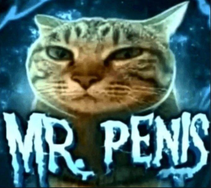 coolcatsociety's tweet image. 