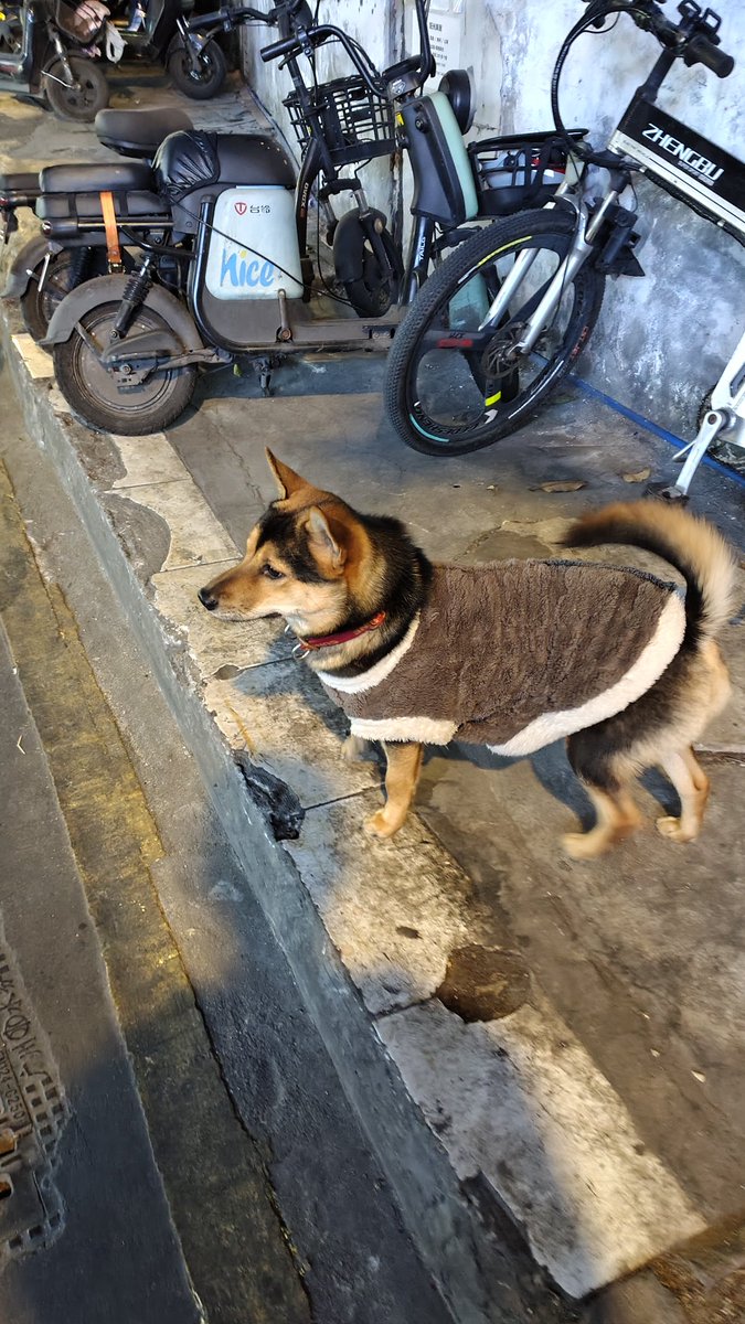 StepNoStop's tweet image. 哈哈哈，难得一见，最近广东天气变冷，这个狗主人还给自家大黄安排上衣服🤣，蛮可爱的