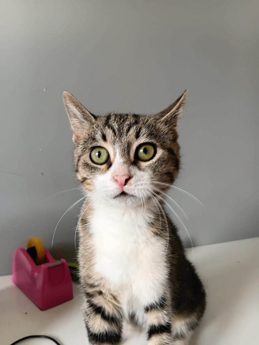 Bu yavrum hala yuva bulamadı. Geçici yuvada süresi kısıtlı. 
Ne olur sokağa dönmesin yaşayamaz
İstanbul- Gebze arası yuva arıyoruz
İletişim <a href="/HamisMehtap/">Mehtap Hamiş</a>