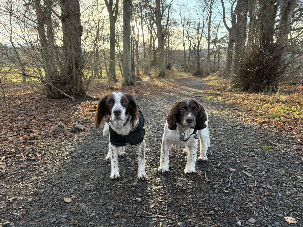 You try to get a #wontlookwednesday and they pose perfectly for every picture 😂🐶🐾🐶🐾 #SparkyandNellysWalk