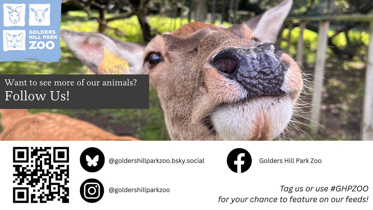 Golders Hill Park Zoo tweet media