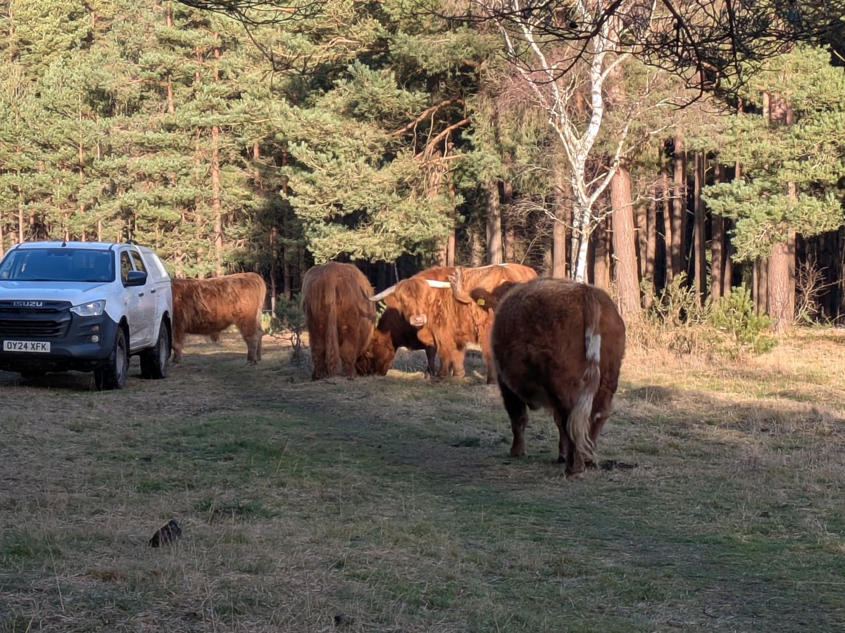 GoFastAdy's tweet image. Wednesday afternoon coo watch
Getting fed at the ice-cream van today 👍@KJPerry61