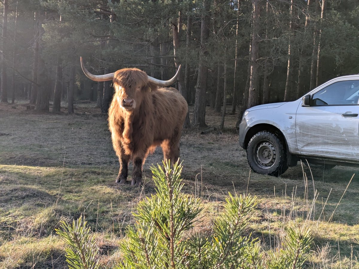 GoFastAdy's tweet image. Wednesday afternoon coo watch
Getting fed at the ice-cream van today 👍@KJPerry61