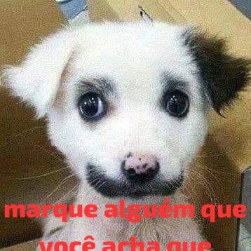 cachorro tweet media