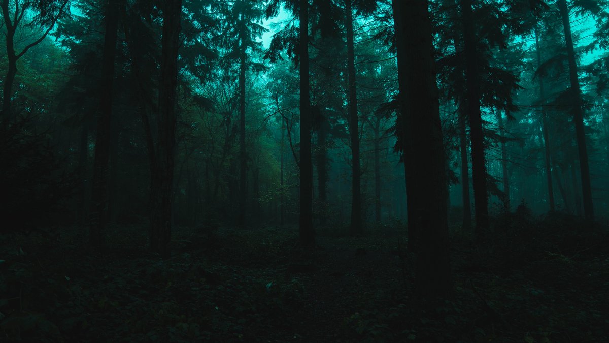 The enchanted forest