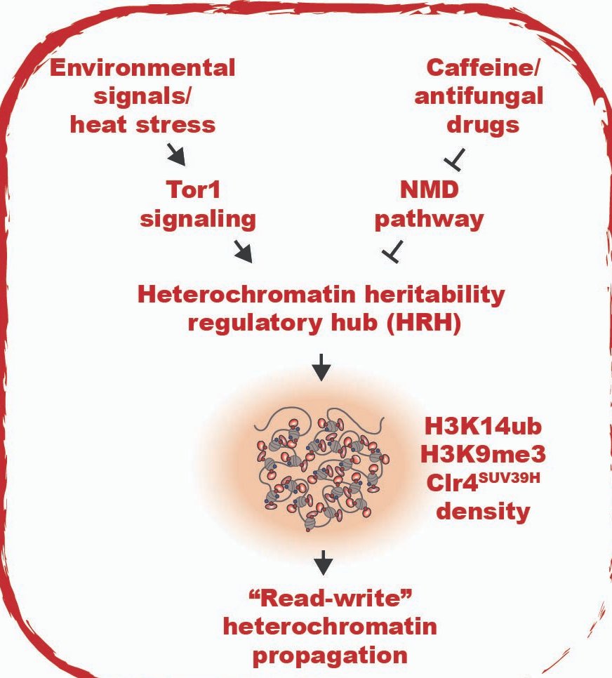 Shiv Grewal tweet media