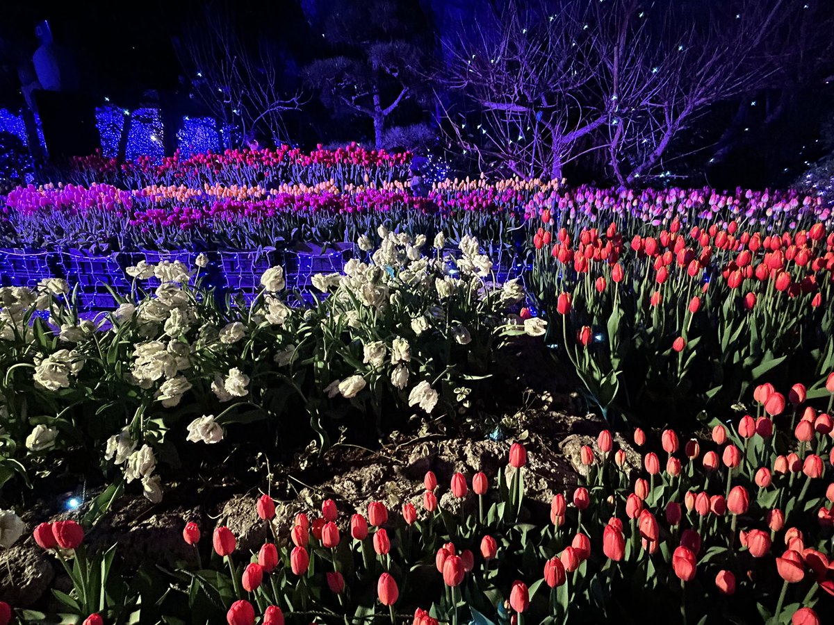 dancingnatch's tweet image. 昨日の #世界仰天ニュース ご視聴くださった方、どうもありがとうございました😊
#中川杏奈 さんと共演させて頂きました！
Tverにて見逃し配信中です！

昨日は毎年恒例の鎌倉の鶴岡八幡宮から江ノ島へ初詣のハシゴ。

そして今日は鳩サブレーを持って事務所に新年のご挨拶へ。
今年も頑張ります😸✨💪