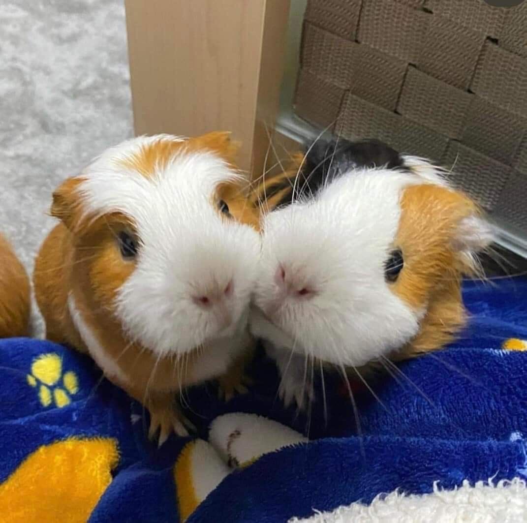 heetakuuuu's tweet image. 허거걱